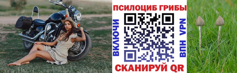 omg наркошоп Городец Галлюциногенные грибы Psilocybe
